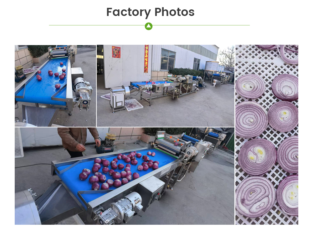Onion Processing Line -  - 7